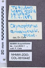 Etikette zu Oxynopterus annamensis (NHMW-ZOO-COL-0010440)